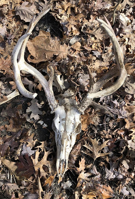 deer skull