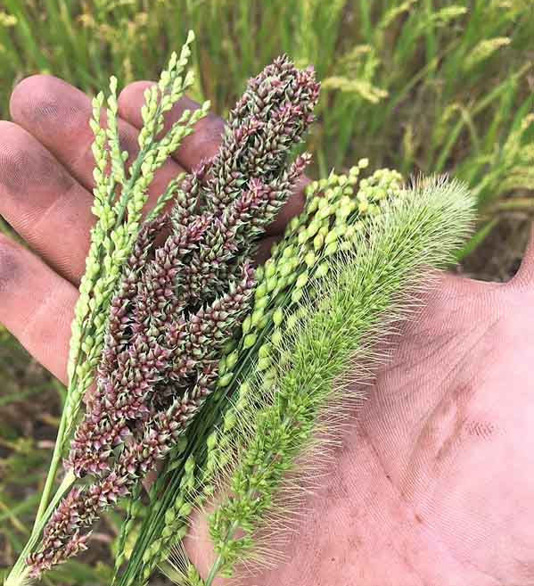 plants in hand