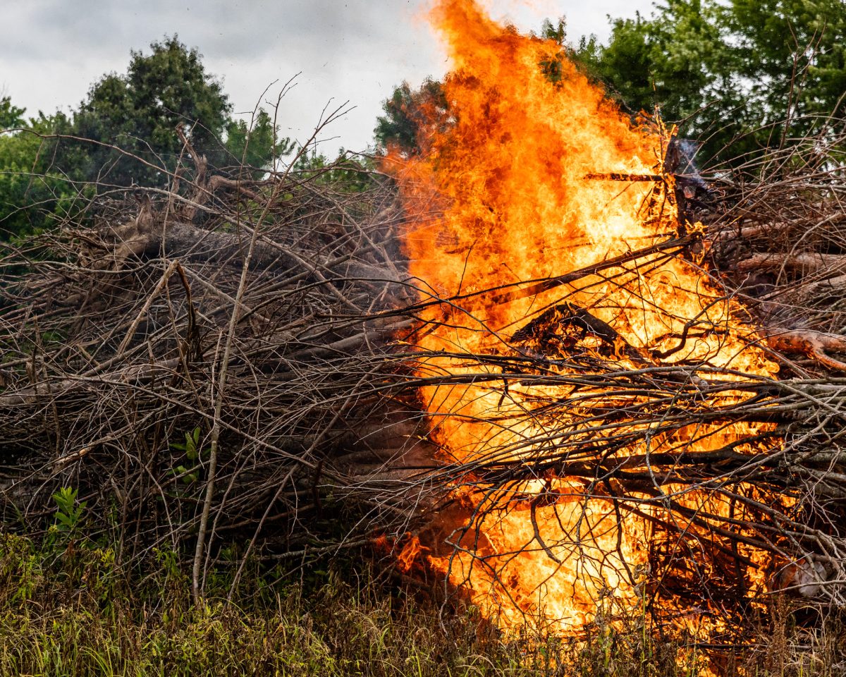 Fallen trees and branches on fire