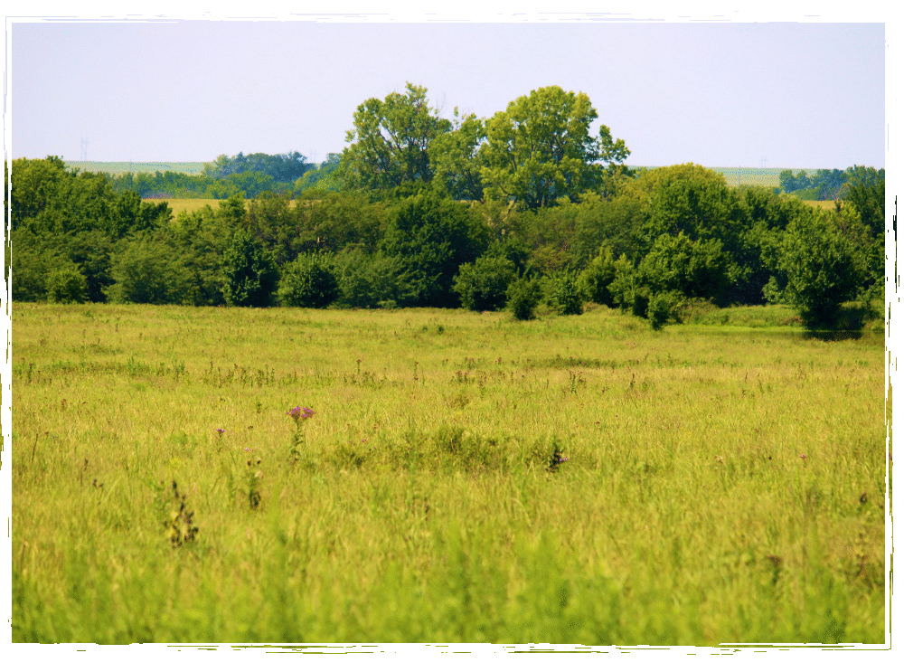 Field with rough, distressed edge