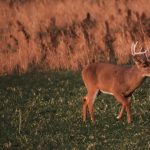 A mature white-tailed buck walking through a grassy field at sunset.