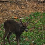 A white-tailed buck with velvet antlers standing among green woodland vegetation.